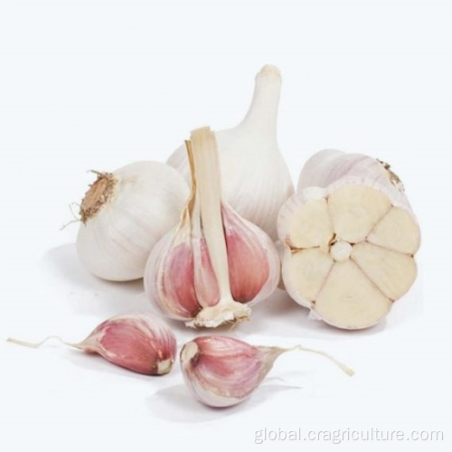 White Garlic Plant Fresh Chinese 6p Pure White Garlic Factory